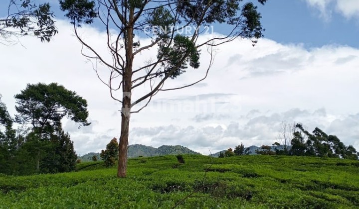 Wide Land, Beautiful Environment, Ready to Build in Ciwidey, Bandung