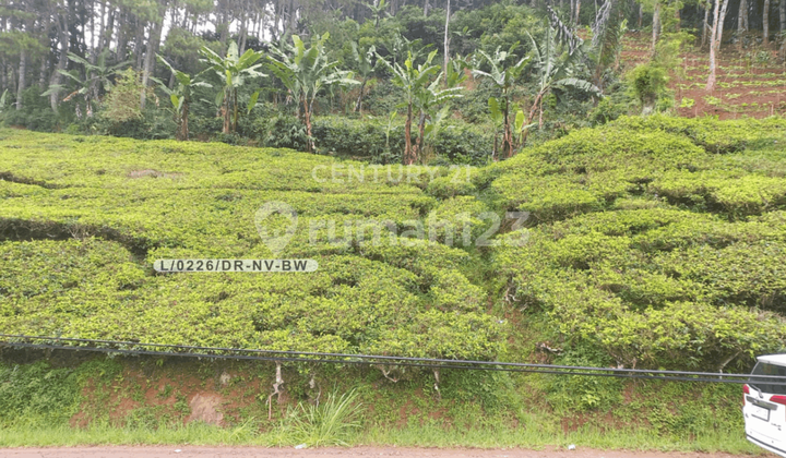 Land for Sale Suitable for Villa or Business in Ciwidey Bandung