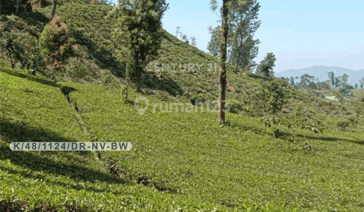 Tanah Kebun Teh Aktif Luas 12880 Di Cikahuripan Lembang Bandung 1