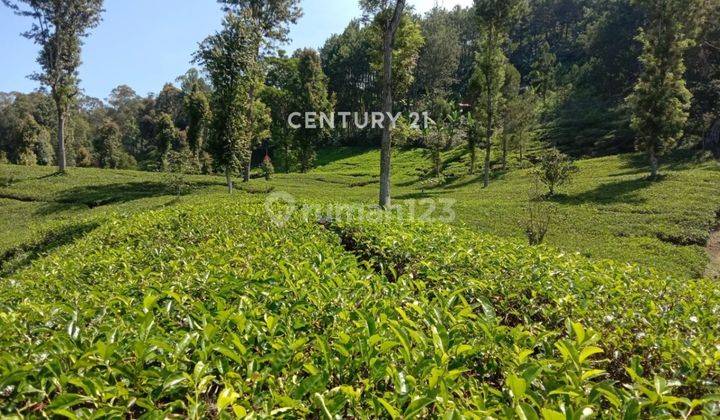 Tanah Kebun Teh Aktif Luas 12880 Di Cikahuripan Lembang Bandung 2