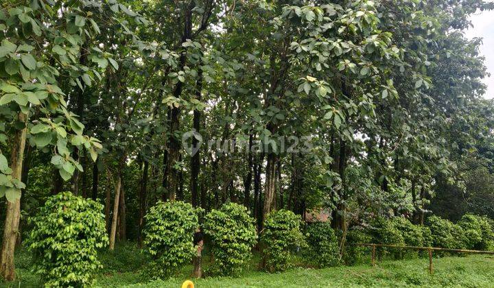 Tanah Kebun Jati 95 Pohon di Setu Bekasi 1