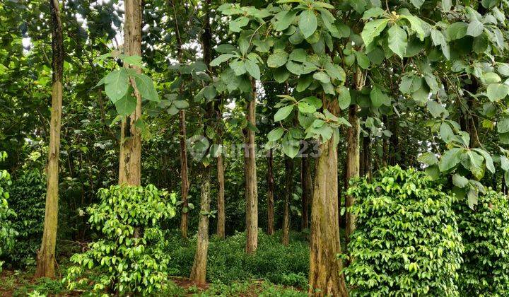 Tanah Kebun Jati 95 Pohon di Setu Bekasi 2