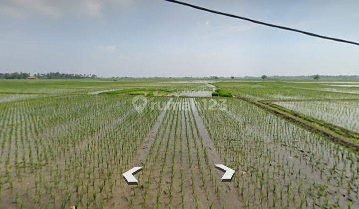 Tanah Sawah Kebun Murah di Muara Gembong Bekasi 1