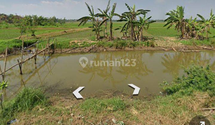 Tanah Sawah Kebun Murah di Muara Gembong Bekasi 4