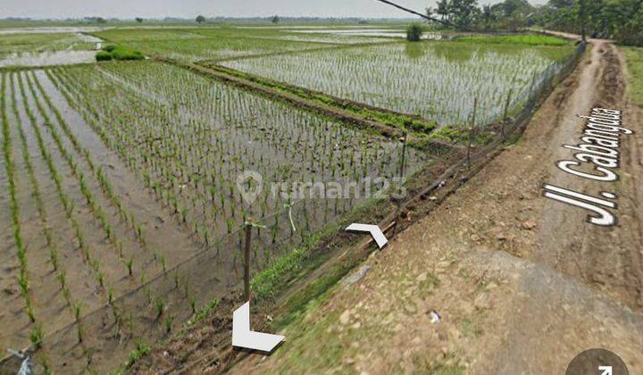 Tanah Sawah Kebun Murah di Muara Gembong Bekasi 5