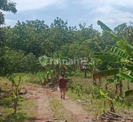 Tanah Murah Untuk Perumahan Dekat Bandara Kertajati Jawa Barat 1