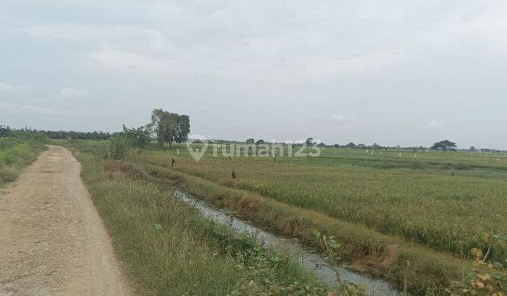 Tanah Untuk Peternakan Sapi Dan Perkebunan Gembong Kab Bekasi 1