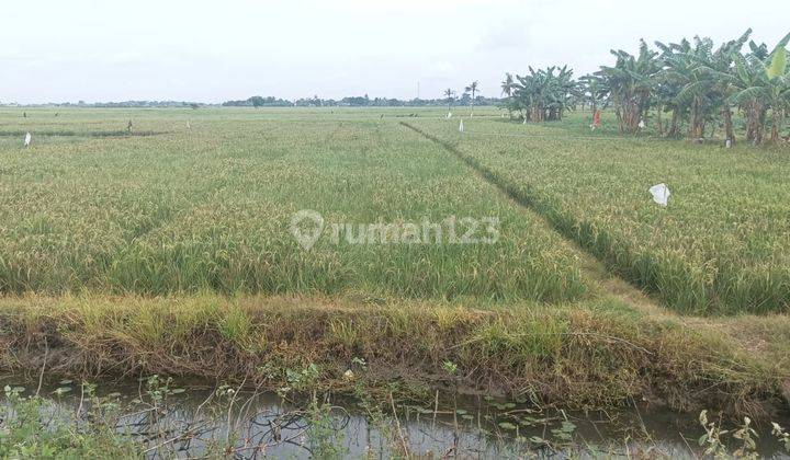 Tanah Untuk Peternakan Sapi Dan Perkebunan Gembong Kab Bekasi 2