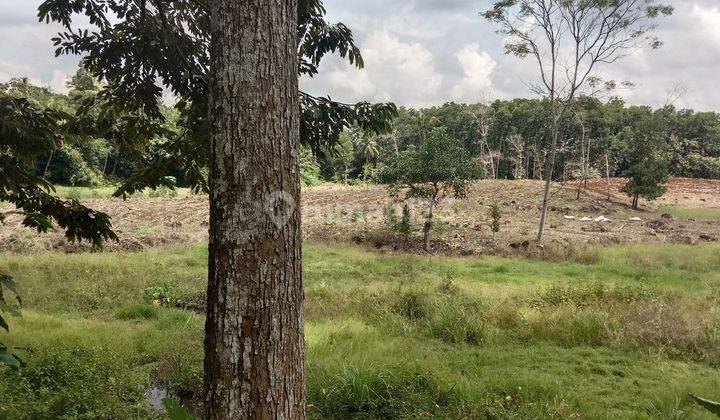 TANAH LUAS COCOK UNTUK CLUSTER ATAU PERTANIAN 7