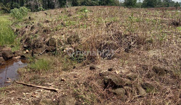 TANAH LUAS COCOK UNTUK CLUSTER ATAU PERTANIAN 9