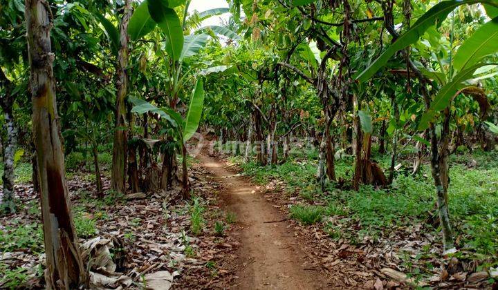 TANAH LUAS COCOK UNTUK CLUSTER ATAU PERTANIAN 11
