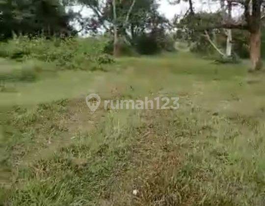 Jual Tanah Lahan Di Jalan Raya Iwul Mad Nur Parung Bogor Ciseeng 1