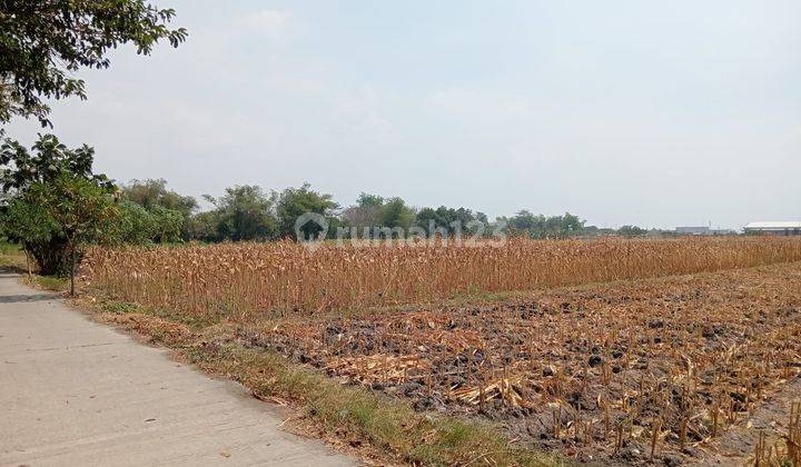 Tanah Lokasi Strategis Dekat Akses Tol Jombang ploso, Jawa Timur 1