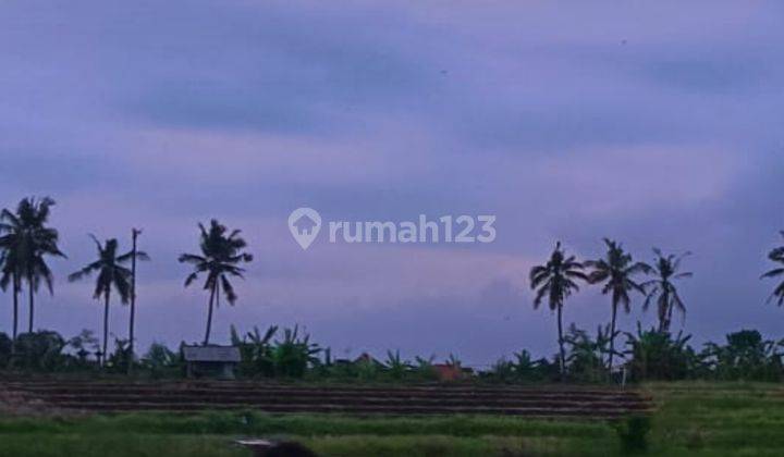Tanah murah di canggu  Dekat pantai 3 are sudah SHM