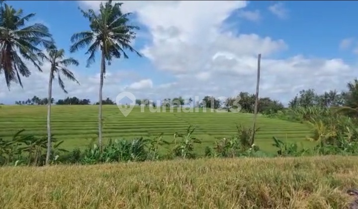 Tanah murah di canggu  Dekat pantai 3 are sudah SHM
