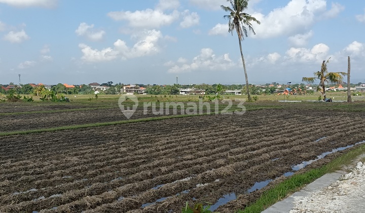 Land in Pererenan Pantai Lima 2.19 ares with rice field view in Canggu