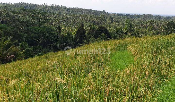 For sale in prime location with views of the rice fields of Mount Salak, Tabanan 1