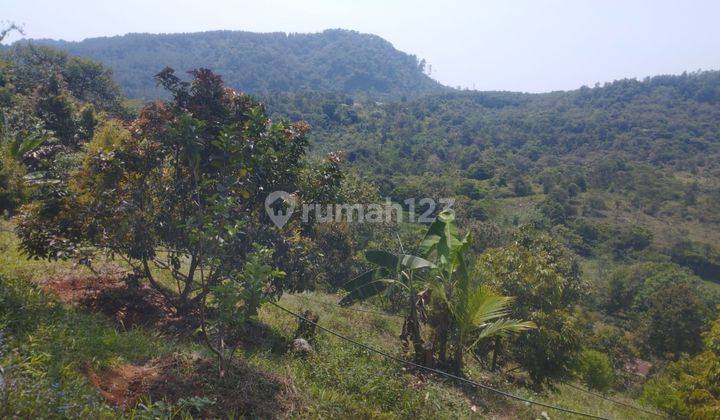 Kebun Karet Produktif Milik Perorangan Cianjur 2