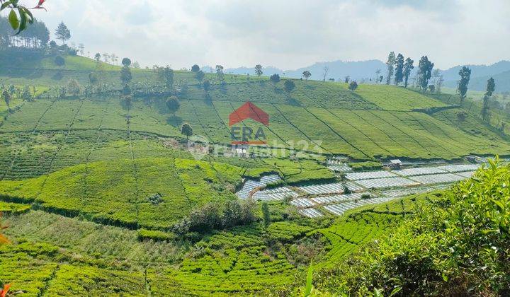 Tanah Luas Kebun Teh Ciwidey Bandung 1