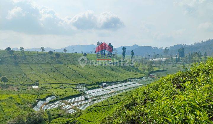 Tanah Luas Kebun Teh Ciwidey Bandung 2