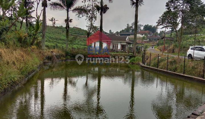 Lahan Cocok Untuk Agrobisnis Dan Agrowisata Ciwidey Bandung 2