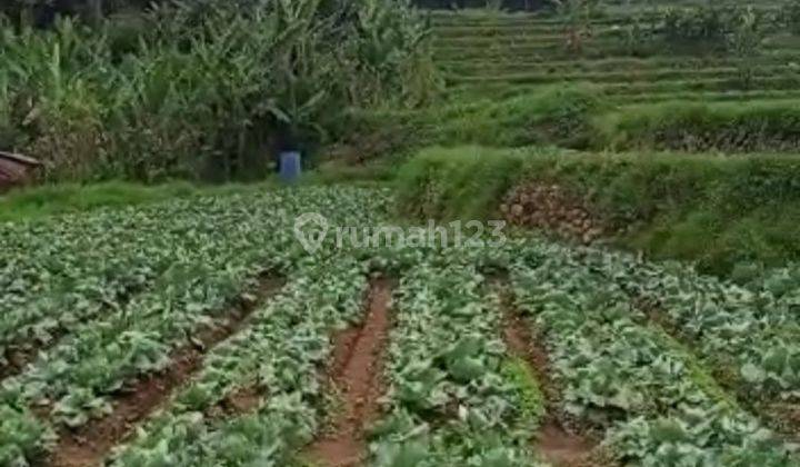 Tanah Lahan Pertanian Sayur Mayur Cimuncang Ciwidey Bandung 1