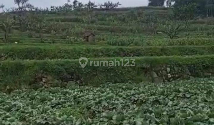 Tanah Lahan Pertanian Sayur Mayur Cimuncang Ciwidey Bandung 2