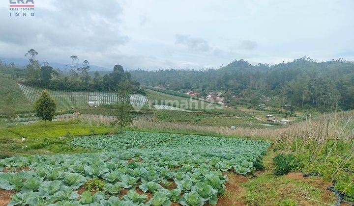 Tanah Cibeber Ciwidey Bandung 7