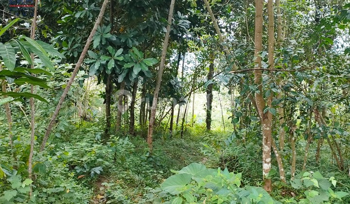 Tanah Desa Wangunsari Sindangkerta Pasir Buleud Bandung Barat 4