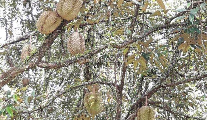 Tanah Kebun Durian Munisari Mande Cianjur Jawa Barat 1