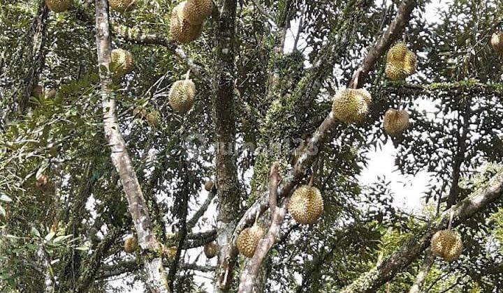 Tanah Kebun Durian Munisari Mande Cianjur Jawa Barat 2