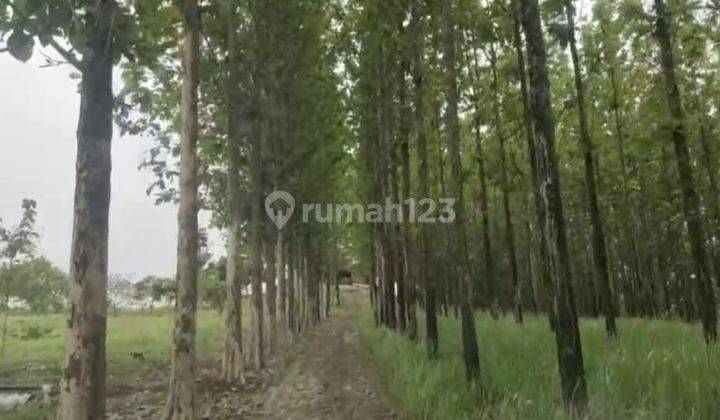 Tanah Luas Bonus Kebun Jati Sukabumi 2