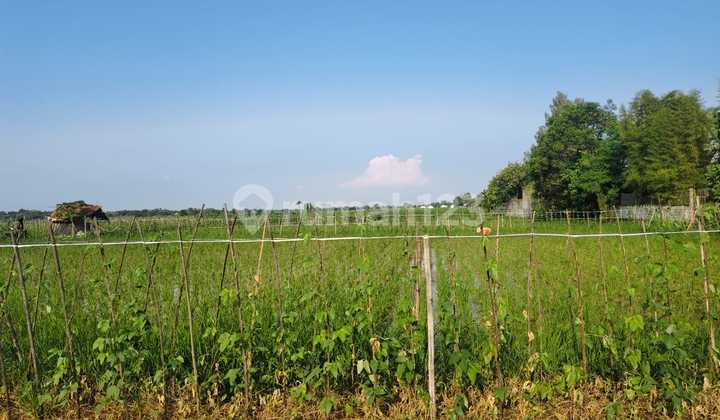 Rice Paddy Land by the Main Road Subang towards Pagaden Pamanukan Rice Paddy Land by the Main Road Subang towards Pagaden Pamanukan