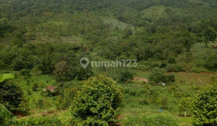 Perkebunan Ada Villanya Cijambe Subang 2