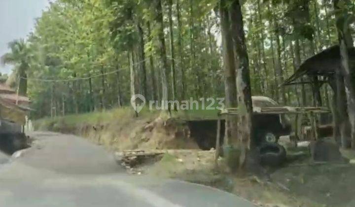 Tanah Luas Bonus Kebun Jati Sukabumi 1