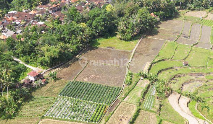 First come first served 3 premium plots located in Semana Ubud 1