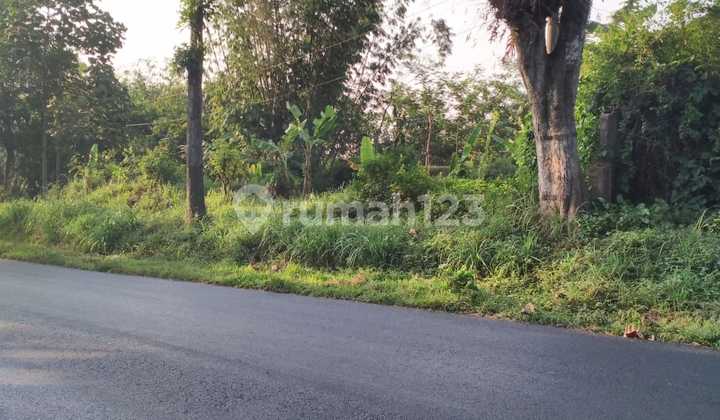 Dijual murah cepat tanah raya Nankojajar belakang kebun raya purwodadi jawa timur