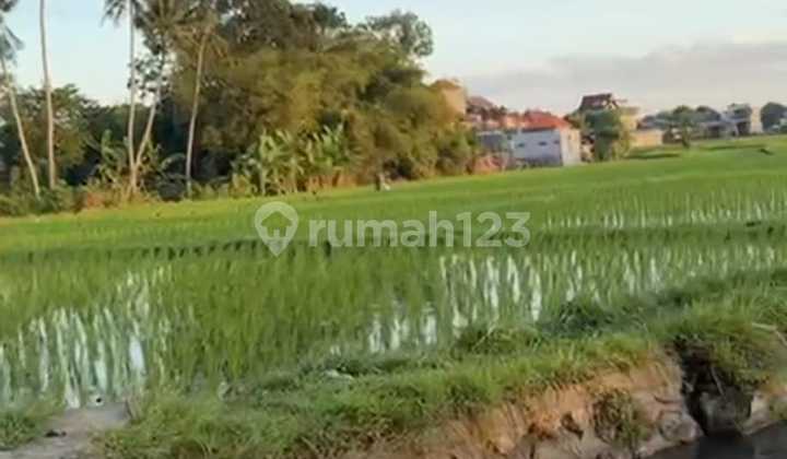 Beautiful House with Rice Field View in Dalung, Badung, Bali Beautiful House with Rice Field View in Dalung, Badung, Bali