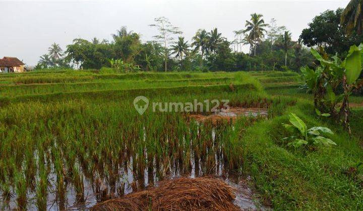 Dijual Sawah Strategis Murah Di Tasikmalaya 1