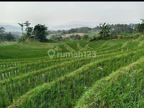 Lokasi View Gunung& persawahan Buat Villa d sukamakmur bogor timur  2