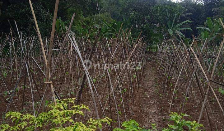 Lokasi buat ternak & kolam ikan di cijeruk bogor selatan 