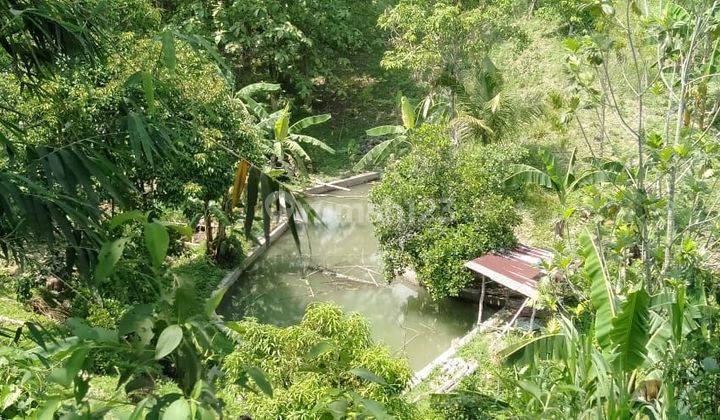 Lokasi Buat yayasan & Kaplingan kebun buah2 view gunung air subur  2