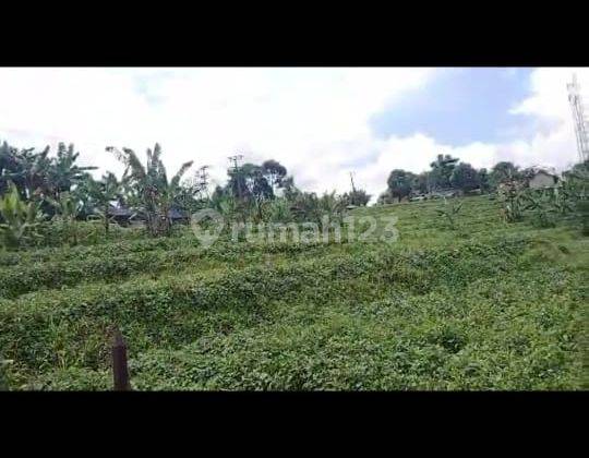 Lokasi cocok untuk pertanian, Villa & investasi 2