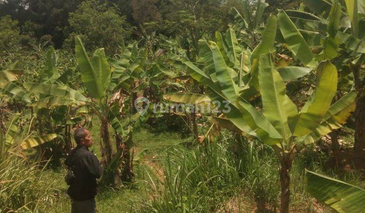 Lokasi Untuk impestasi + juga ber tanam buah buahan + buat peternakan 2