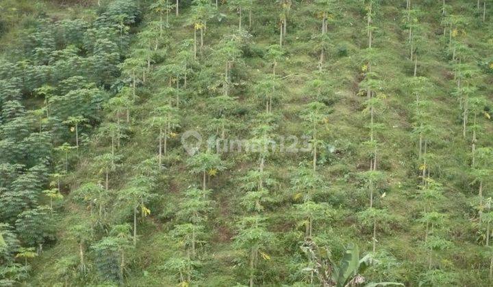 lokasi Kebun pepaya siap panen View gunung jalan Aspal desa  2