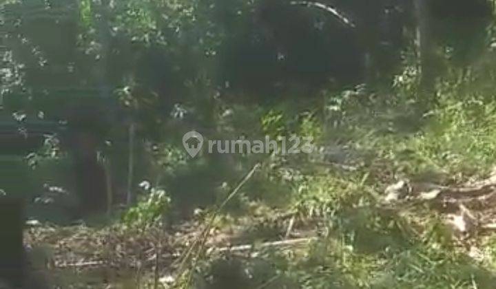 lokasi Kebun jati buat investasi masuk mobil  4