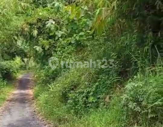 lokasi Kebun jati buat investasi masuk mobil  5