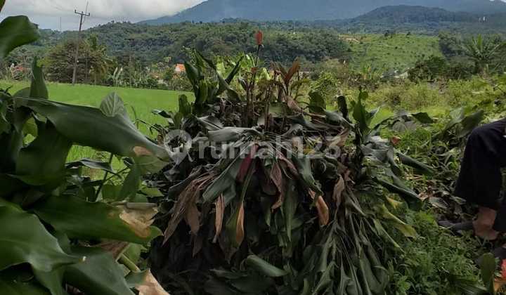 lokasi kebun cengkeh view Gunung sejuk di Bogor  2