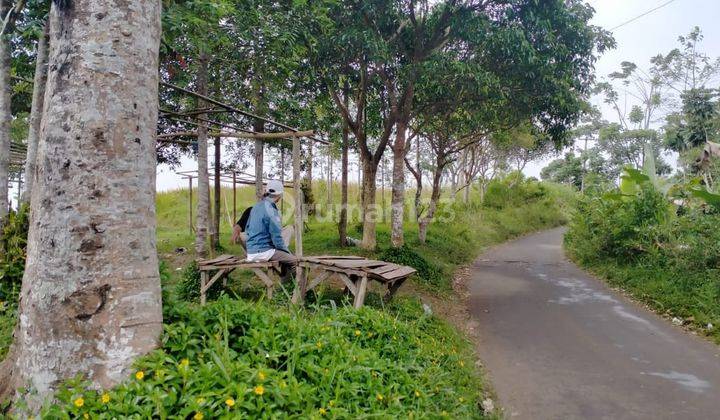 lokasi bUat investasi + yayasan + perkebunan di sukabumi  4