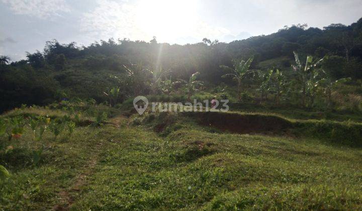 lokasi Buat investasi+ berkebun buah di bogor  4